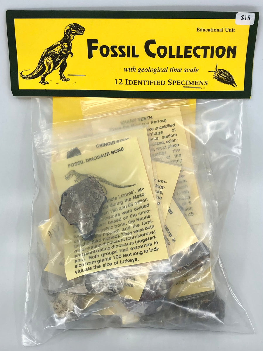 Fossil Collection Kit Hot Sale