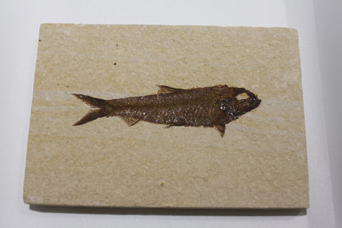 Fossil Fish (Knightia)