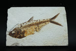 Fossil Fish (Diplomestus)