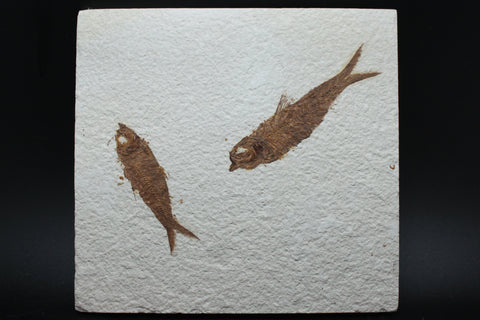 Fossil Fish (Knightia)