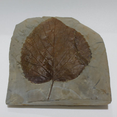 Fossil Leaf (Davida)