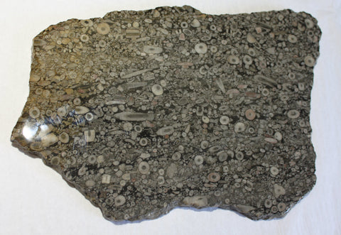 Fossile Crinoid Marble Slab
