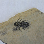 Fossil Dragon Fly Larvae