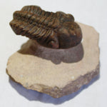 Fossil Trilobite