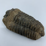 Flexycalamene Trilobite